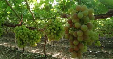 "أبيض ولونه ظريف".. شاهد جمال العنب فى بداية موسم الحصاد بأكبر مزرعة بالقليوبية