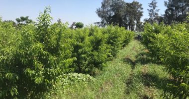 أشجار الخوخ تزين مزارع تفهنا العزب أحلى قلاع الفاكهة فى الغربية.. صور