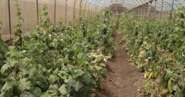 "إنتاج بلدنا".. جولة داخل صوب الخيار والطماطم والكوسة ضمن خطة إنتاج التقاوى محليا.. لايف