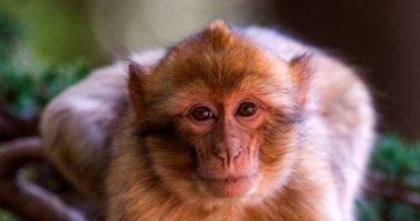 إنقاذ عشرات قرود المكاك من الموت فى تايلاند أثناء محاولة تهريبهم