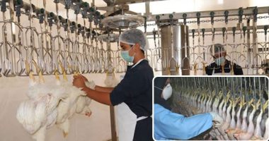 استقرار أسعار الدواجن اليوم و الكيلو يتراوح بين 29-32 جنيها للمستهلك