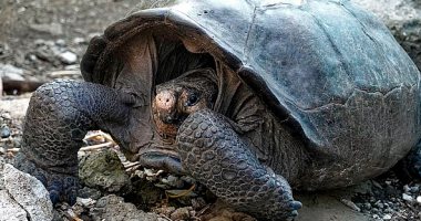 اكتشاف سلحفاة عملاقة يعتقد انقراض نوعها من 115عاما بالإكوادور .. فيديو وصور
