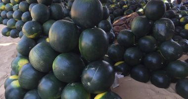 البطيخة بـ3 جنيهات والأغلى بـ20 بس.. تراجع أسعار البطيخ الإسماعلاوى.. فيديو