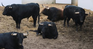 الثيران بدل الجرارات فى فنزويلا بسبب نقص البنزين.. اعرف التفاصيل