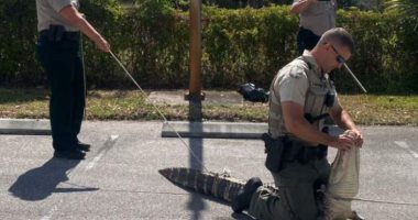 "الجوع كافر" تمساح ضخم يطارد زبائن مطعم لبيع البرجر فى فلوريدا.. صور