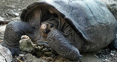 العثور على سلحفاة عملاقة يُعتقد أنها انقرضت منذ 100 عاما فى الإكوادور