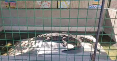 تماسيح وقرود وسلاحف.. "جزيرة الموز" قبلة السائحين بـ15 جنيها بالأقصر ..لايف