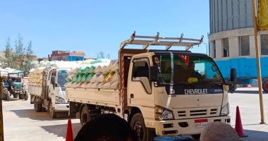 توريد 171930 طن قمح بـ20 موقعا فى كفر الشيخ