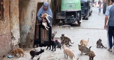 "ربنا مطول عمرى عشانهم".. أم جمعة وهبت حياتها لقطط الشارع وواجهت بهم الوحدة