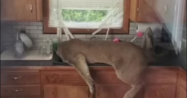 "ضيف تقيل".. أسود جبلية تقتحم المنازل فى واشنطن وكاليفورنيا.. فيديو