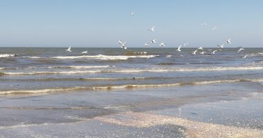 فقط على شواطئ بورسعيد.. شاهد أسراب طيور النورس "صديق الصياد"