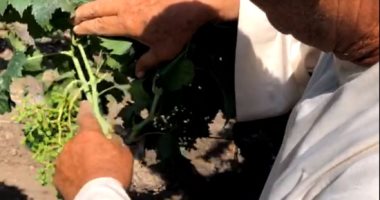 فيديو .. امبراطورية العنب فى دلتا مصر.. جولة فى أشهر قرى سيدة فواكه الصيف