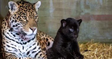قصة ولادة شبل جاكوار سوداء اسمها"بيبى"مهددة بالإنقراض فى محمية طبيعية.. صور