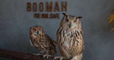 لتغيير فكرة أنها "نذير شؤم".. افتتاح أول مقهى لـ"البومة" فى الشرق الأوسط