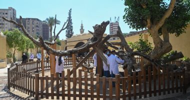 ما الذى تم فى أعمال مشروع تطوير شجرة مريم؟