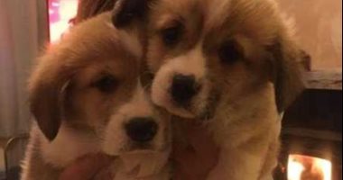 ملكة بريطانيا تعاني من مأساة جديدة مع نفوق كلبها