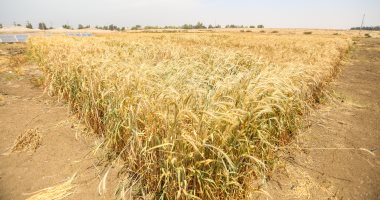 زراعة القليوبية: حصاد 42 ألف فدان قمح وتوريد 68 ألف طن للصوامع حتى الآن