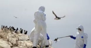 إعدام 48 مليون طائر فى أوروبا بسبب تفشى أنفلونزا الطيور