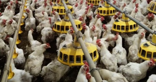 استقرار أسعار الدواجن بالأسواق اليوم الإثنين 26 فبراير 2024