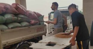 توريد 1352 طن قمح إلى صوامع المنيا منذ الإثنين الماضى.. صور