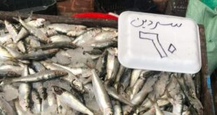 حملات مفاجئة لبائعي الأسماك في بورسعيد والتأكيد على وضع التسعيرة.. صور