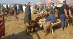 أسعار أضاحى العيد.. الأغنام والأبقار الأكثر تداولا فى أسواق الماشية بدمياط