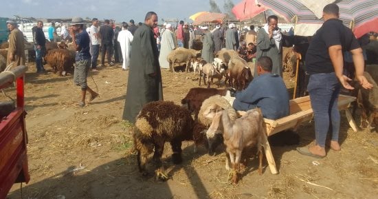 أسعار أضاحى العيد.. الأغنام والأبقار الأكثر تداولا فى أسواق الماشية بدمياط