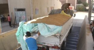 ارتفاع المورد من القمح المحلى إلى 266125 طنا و168 كيلوجرام بالدقهلية