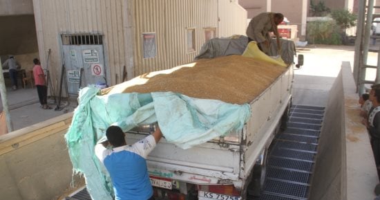 ارتفاع المورد من القمح المحلى إلى 266125 طنا و168 كيلوجرام بالدقهلية