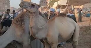 الناس اللى بتضحى بجمل.. اعرف المواصفات والعمر المناسب للأضحية.. فيديو
