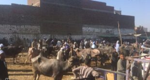 تعرف على أهم أسواق الماشية فى أسيوط لو عايز تشترى أضحية