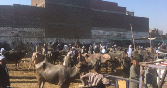 تعرف على أهم أسواق الماشية فى أسيوط لو عايز تشترى أضحية
