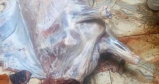 ضبط 141 كيلو لحوم فاسدة غير صالحة للاستهلاك الآدمي بمطاعم شهيرة بالغربية