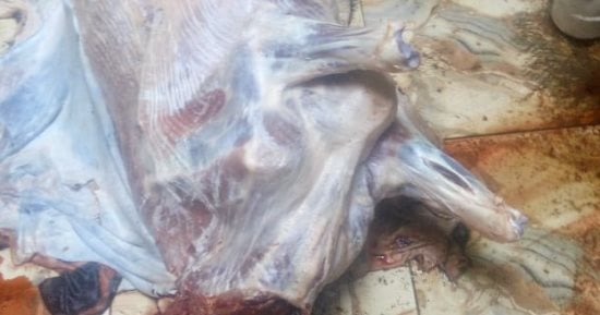 ضبط 141 كيلو لحوم فاسدة غير صالحة للاستهلاك الآدمي بمطاعم شهيرة بالغربية