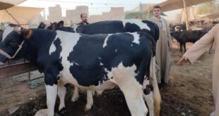 شاهد أكبر عجل فى سوق سوهاج وزنه طن و100 كيلو وسعره 146 ألف جنيه