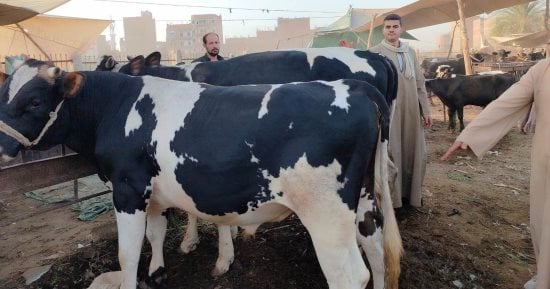 شاهد أكبر عجل فى سوق سوهاج وزنه طن و100 كيلو وسعره 146 ألف جنيه