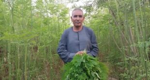 الكيلو يصل لـ200 جنيه.. "محروس" قناوى صاحب تجربة أكبر مساحة أشجار المورينجا