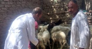 اليوم.. إطلاق قافلة بيطرية مجانية بقرية كفر أبو الحسن فى المنوفية