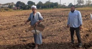 زراعة 260 فدانا من محصول الكتان بغيطان الشرقية.. اعرف التفاصيل