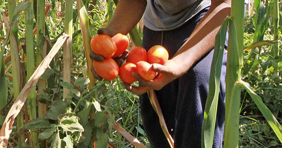 أسعار الخضار فى مصر اليوم الثلاثاء 24-12- 2024