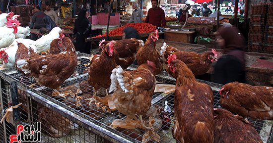 أسعار الخضراوات والفواكه والدواجن بالأسواق فى المنوفية