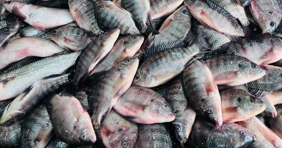 أسعار السمك اليوم الجمعة 20 ديسمبر 2024 بالقليوبية.. البلطى بـ65 جنيها