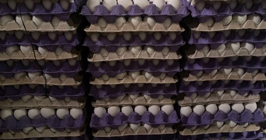 أسعار اللبن والجبن والبيض اليوم الثلاثاء 24-12-2024 فى سوهاج