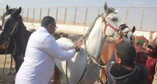 بيطرى المنوفية: قافلة مجانية للحفاظ على الثروة الحيوانية بقرية طبلوها