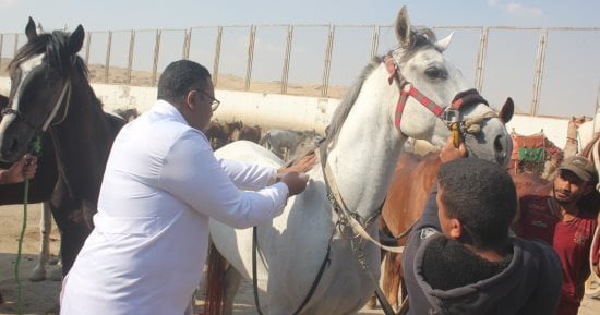 بيطرى المنوفية: قافلة مجانية للحفاظ على الثروة الحيوانية بقرية طبلوها