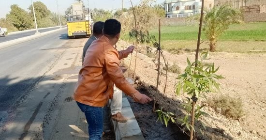زيادة المساحات الخضراء بطريق المسار السياحى فى البياضية بالأقصر.. صور
