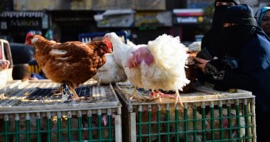 سعر الفراخ البيضاء اليوم الأحد 29/12/2024 بأسواق الغربية