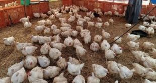 سعر الفراخ البيضاء اليوم الجمعة 27-12-2024 بالمنوفية.. 82 جنيها للكيلو