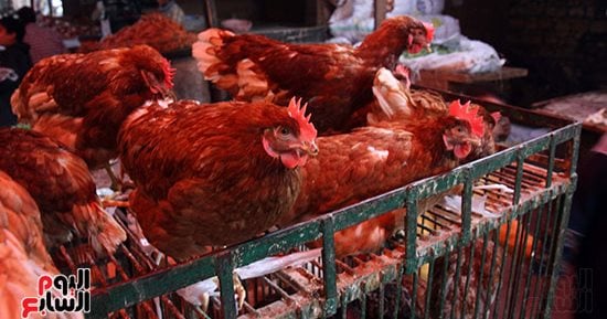 سعر الفراخ اليوم الجمعة 13 ديسمبر 2024 فى الإسكندرية