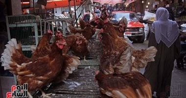 سعر الفراخ اليوم السبت 28-12-2024 فى المنوفية